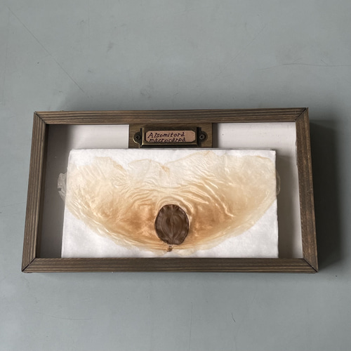 アルソトミラの種子標本箱 その他インテリア雑貨 三畳紀雑貨理科室