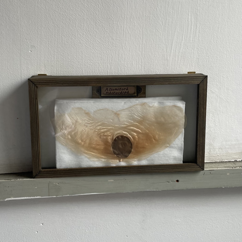 アルソトミラの標本箱 アルソトミラの種子標本箱 その他インテリア雑貨 三畳紀雑貨理科室