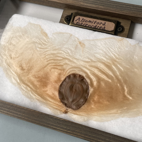 アルソトミラの種子標本箱 その他インテリア雑貨 三畳紀雑貨理科室