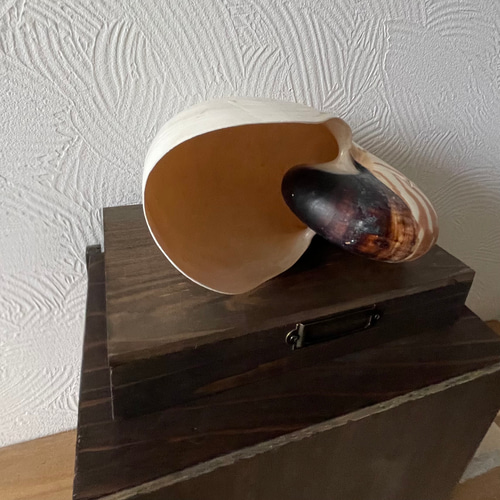 オウムガイの標本箱 その他インテリア雑貨 三畳紀雑貨理科室 通販