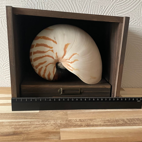 オウムガイの標本箱 オウムガイの標本箱 その他インテリア雑貨 三畳紀雑貨理科室 通販