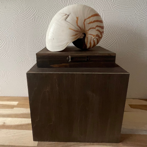 オウムガイの標本箱 その他インテリア雑貨 三畳紀雑貨理科室 通販