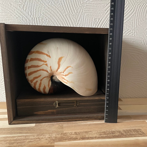 貝殻 オウムガイ パール インテリア 標本 置物 オウム貝 巻貝