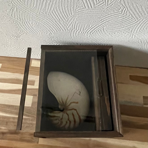 オウムガイの標本箱 その他インテリア雑貨 三畳紀雑貨理科室 通販