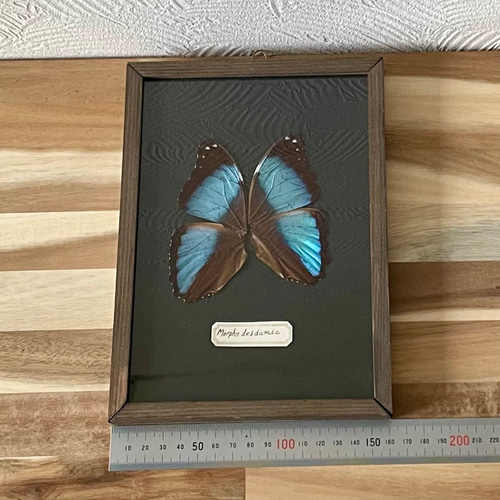 デイダミアモルフォ蝶の標本 その他雑貨 三畳紀雑貨理科室 通販