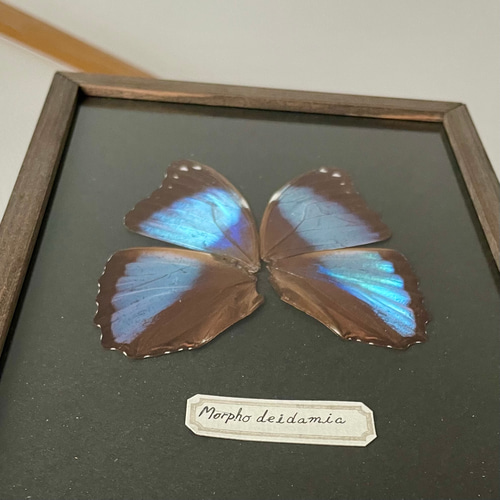 デイダミアモルフォ蝶の標本 その他雑貨 三畳紀雑貨理科室 通販