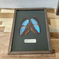 アルソトミラの標本箱 アルソトミラの種子標本箱 その他インテリア雑貨 三畳紀雑貨理科室