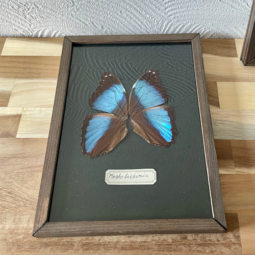 デイダミアモルフォ蝶の標本 その他雑貨 三畳紀雑貨理科室 通販