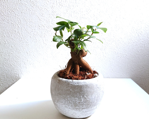 期間限定・お買い得商品: |産地直送 8570116759ce745f7e3081be06ec33 おもちゃ