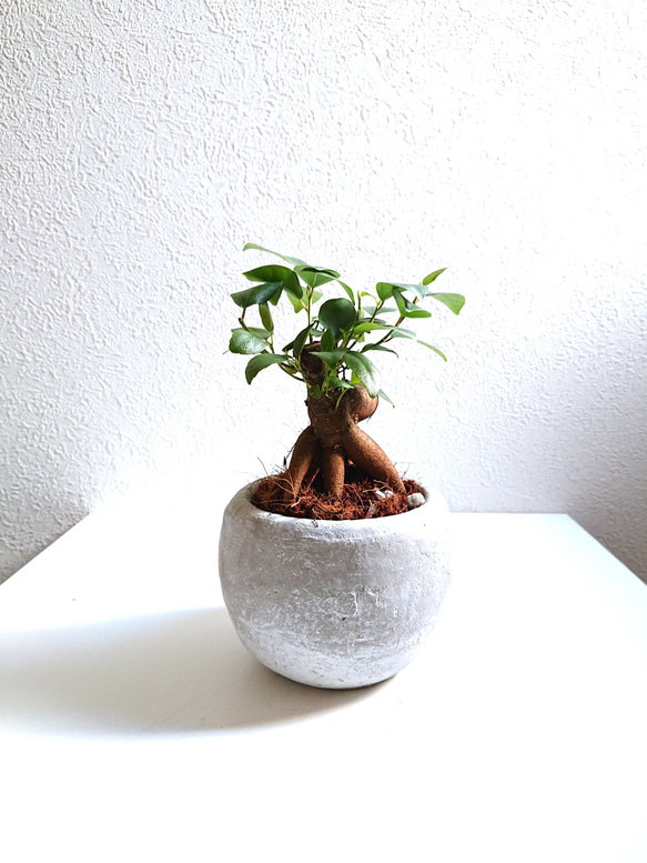 専用ꕤガジュマル Amazon｜東京寿園 ガジュマル 高さ30cm 土を使わない 観葉植物