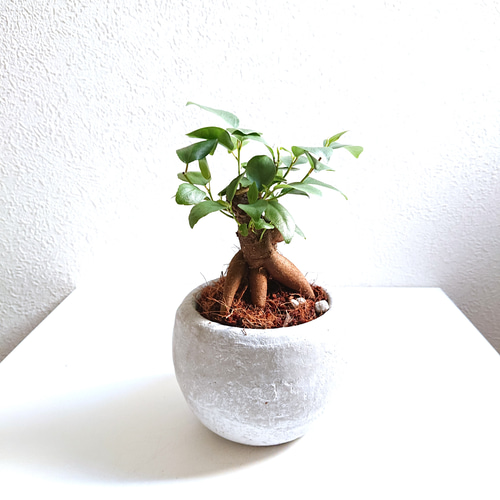 ○数量限定○新作○ しあわせを運ぶ木 ”ガジュマル ラウンド鉢