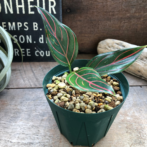 ロタンダム♡アグラオネマ♡観葉植物♡インテリア アートフラワー パリ 