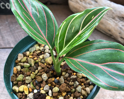 ロタンダム♡アグラオネマ♡観葉植物♡インテリア アートフラワー パリ