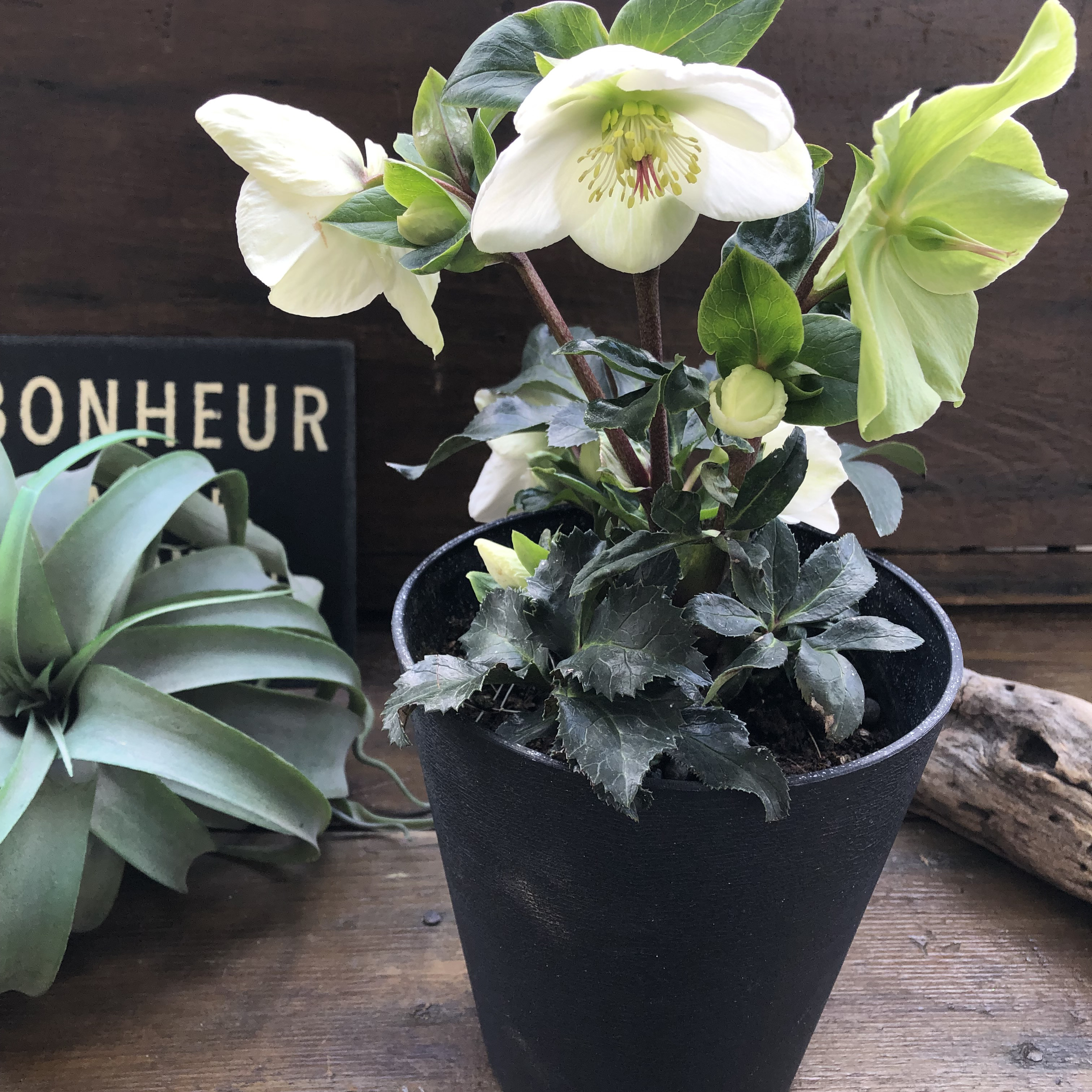 氷の薔薇　ホワイト♡クリスマスローズ♡強健な花