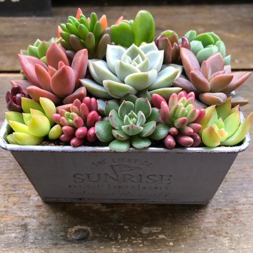 ブリキ鉢の多肉寄せ植え♡多肉植物♡可愛い♡もりもり アートフラワー