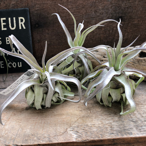 チランジア コンコロール × ストレプトフィラ セレクテッド チランジア コンコロール × ストレプトフィラ Tillandsia concolor x