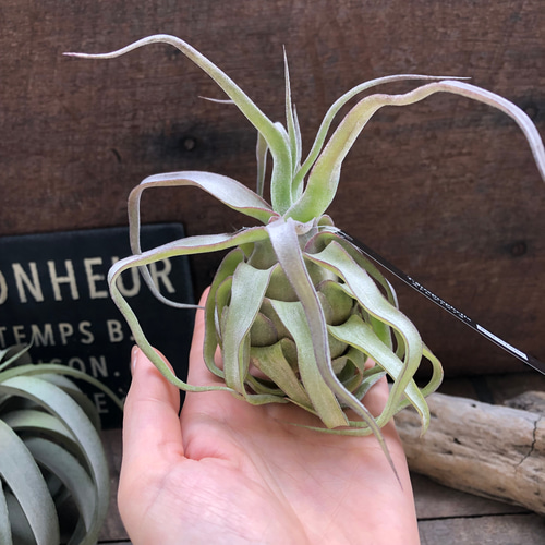 ストレプトフィラ♡レッドクローン♡エアープランツ♡多肉植物