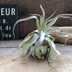 フランソワ ピロ 赤と白の花 カーボンランダム 現代アート 一点もの