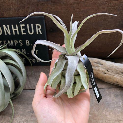 チランジア チアペンシス×コンカラー×ストレプトフィラ レッド♡ チランジア チアペンシス×コンカラー×ストレプトフィラ レッド