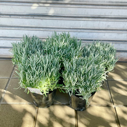 ⑩　オリーブの木souju　『ピクアル』　6号　最高等級極上品‼️ e15cb3e9820b835161f3d308282b24