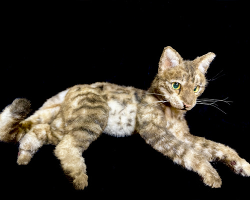 ベンガル猫」のアイデア 18 件 | ベンガル猫, 猫, にゃんこ