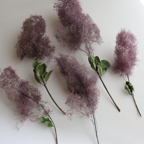 ドライフラワー】スモークツリー レッド 系 ナチュラル かわいい