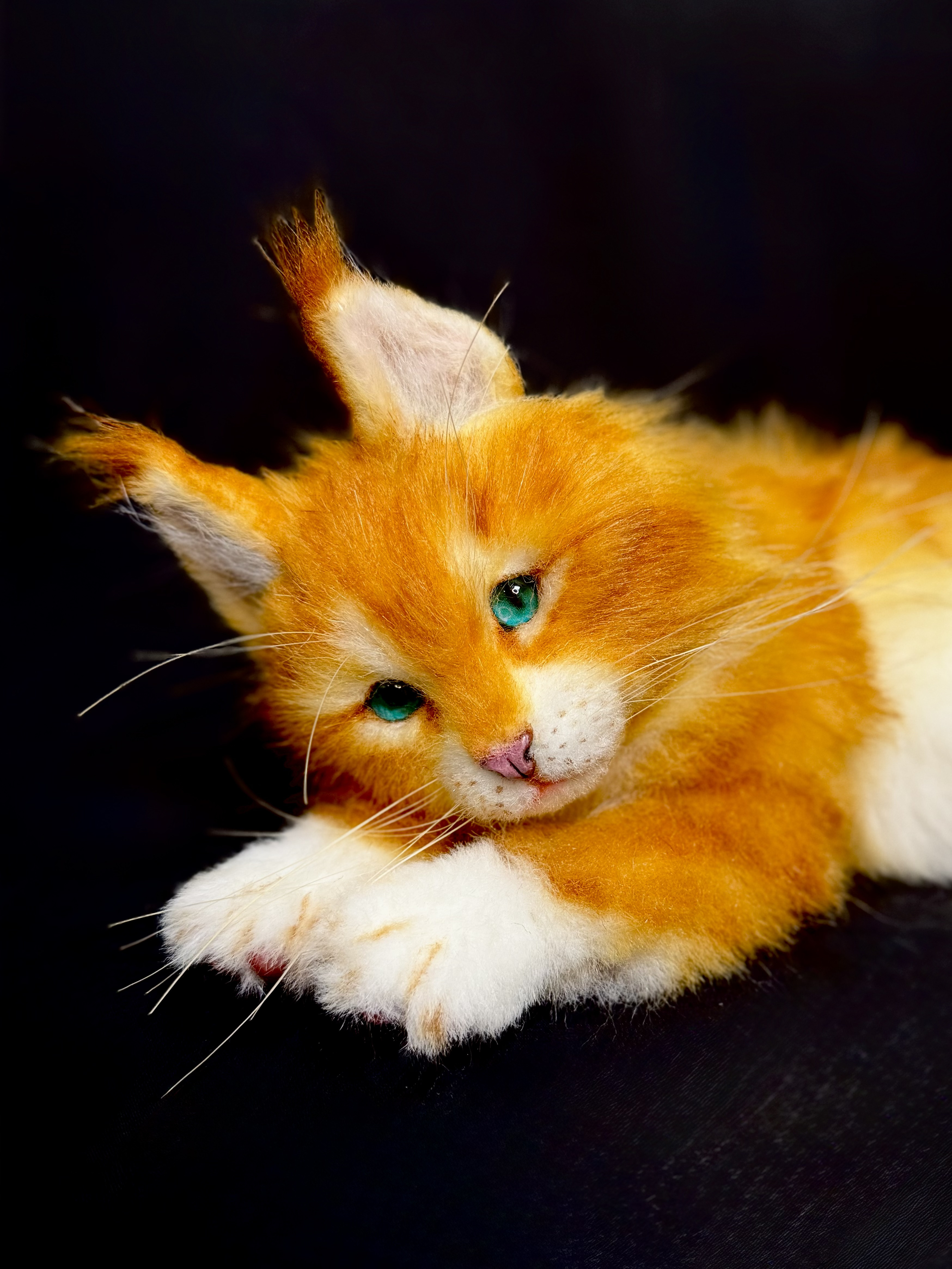 【全身可動】メインクーン子猫