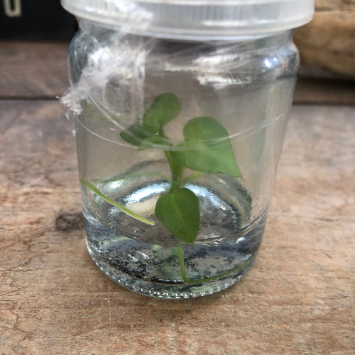 格安 組織培養 アンスリウム エースオブスペード Anthurium Ace of その他観葉植物