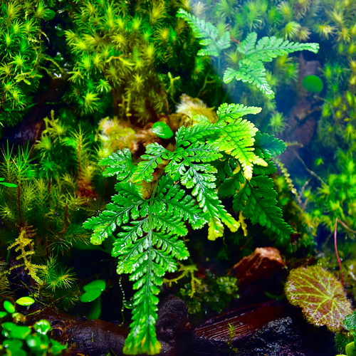 4種のシダ入り】30cm水槽日本の山里をイメージした癒しのテラリウム