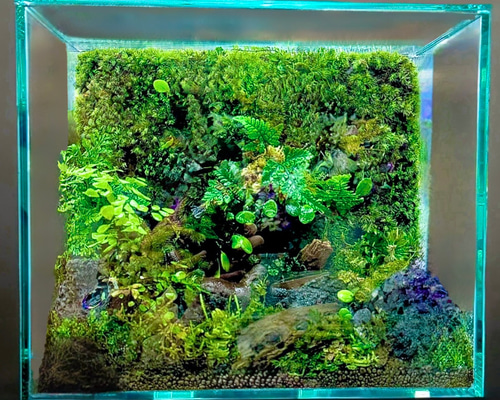 一点商品！特注パルダリウム・テラリウム水槽300×300×450未使用