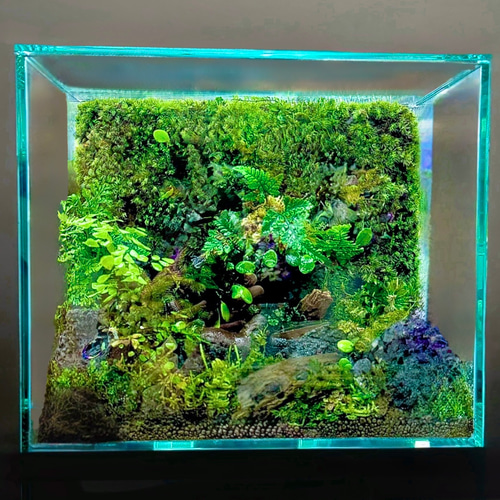 4種のシダ入り］30cm水槽日本の山里をイメージした癒しのテラリウム