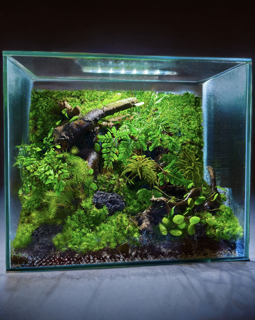 ［4種のシダ入り］30cm水槽日本の山里をイメージした癒しのテラリウムシダコウヤノマンネングサ個人宅店舗和モダン