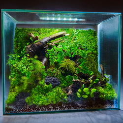 夏限定】食虫植物ハエトリソウと絶滅動物ドードーの苔テラリウム