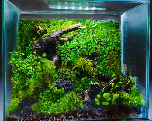 水槽 テラリウム （＾∇＾） 86965f01dcaa178b5d33c2590e5cda