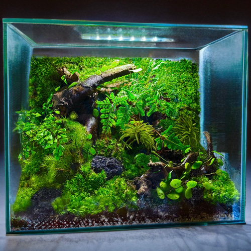 水槽 テラリウム （＾∇＾） 4種のシダ入り】30cm水槽日本の山里をイメージした癒しのテラリウム