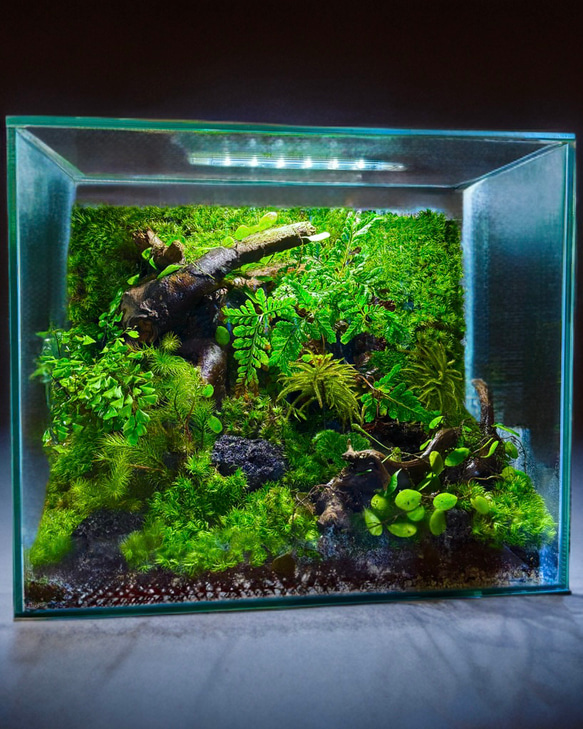 水槽 テラリウム （＾∇＾） 完成品！隠れ家つき苔テラリウム水槽、生体にも、グラステラリウムナノ