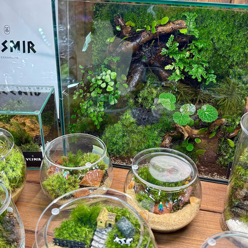 水槽 テラリウム （＾∇＾） 4種のシダ入り】30cm水槽日本の山里をイメージした癒しのテラリウム
