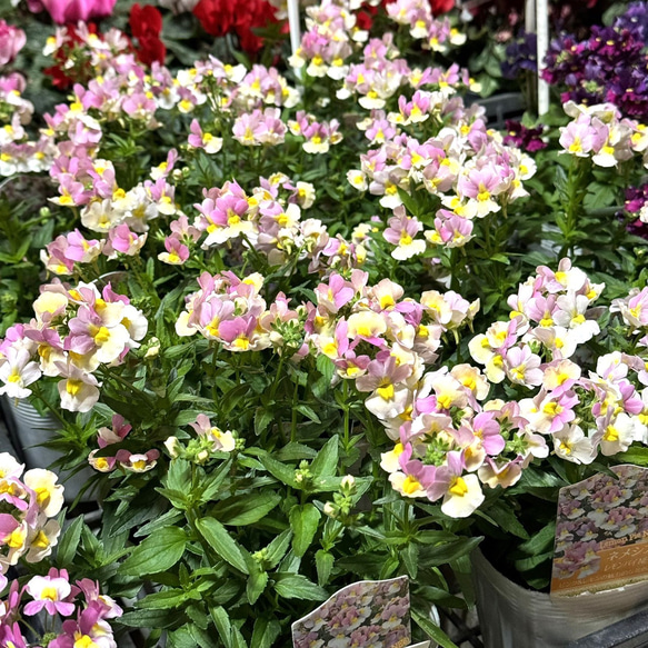 宿根ネメシア 「レモンパイNEO」 花苗 花 苗 ガーデニング フラワー