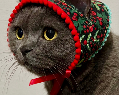 ねこさんのクリスマスバブーシュカ 三角頭巾 ペット服・アクセサリー