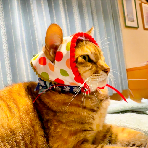ねこさんのクリスマスバブーシュカ 三角頭巾 ペット服・アクセサリー