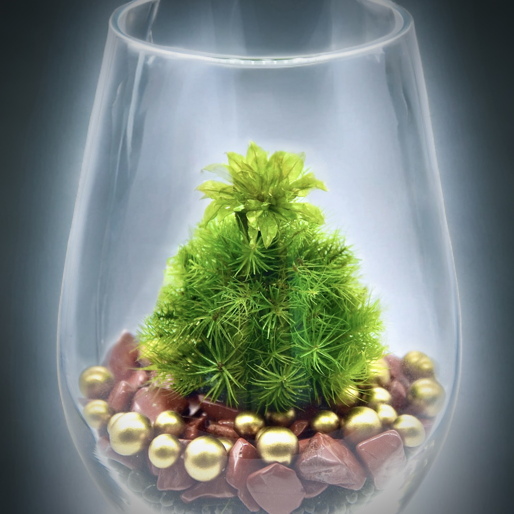 ［人気のオオカサゴケ使用］苔クリスマスツリーの可愛いテラリウム女性におすすめお花みたい可憐な華やかテーブル装飾