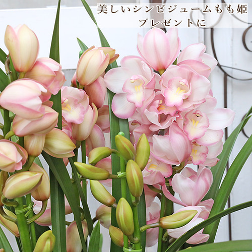 現品販売 鉢花 シンビジューム もも姫 4本立ち 6号 高さ90cm 鉢植え