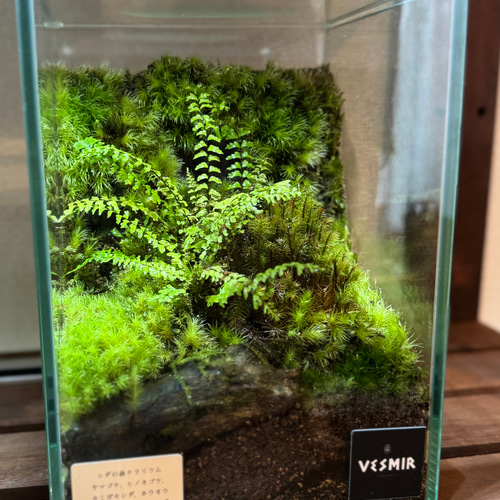 美しい一点もの］シダで癒させる苔テラリウム屋久島の森モチーフ神秘的