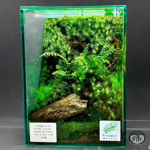 メダカ飼育可能】苔テラリウム 20×20×24 - メルカリ