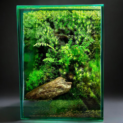 夏限定】食虫植物ハエトリソウと絶滅動物ドードーの苔テラリウム