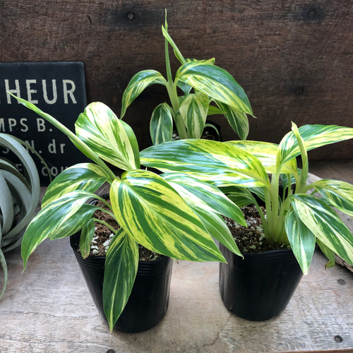 黄斑月桃　苗　キフゲットウ　金運　観葉植物　げっとう 黄斑月桃苗キフゲットウ金運観葉植物げっとう