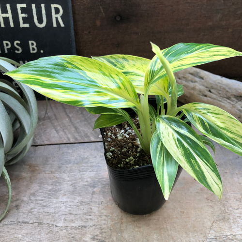 アルピニア バリエガータ（黄斑月桃 キフゲットウ） Alpinia zerumbet