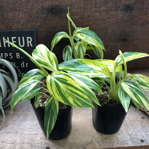 アルピニア バリエガータ（黄斑月桃 キフゲットウ） Alpinia zerumbet