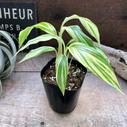 アルピニア バリエガータ（黄斑月桃 キフゲットウ） Alpinia zerumbet