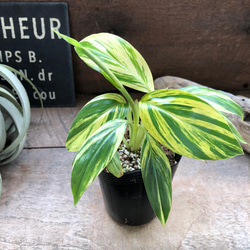 アルピニア バリエガータ（黄斑月桃 キフゲットウ） Alpinia zerumbet